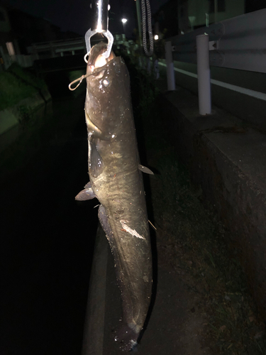 ナマズの釣果