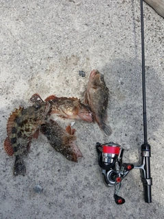 カサゴの釣果