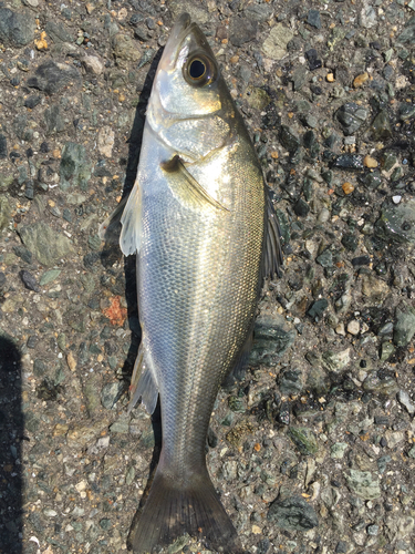 フッコ（マルスズキ）の釣果