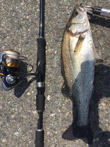 フッコ（マルスズキ）の釣果