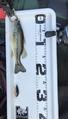 ブラックバスの釣果