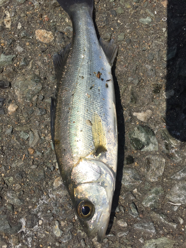 フッコ（マルスズキ）の釣果