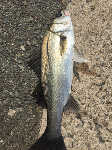 フッコ（マルスズキ）の釣果