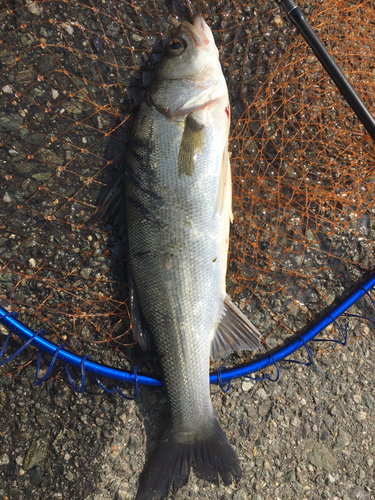 フッコ（マルスズキ）の釣果