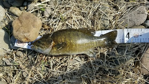 スモールマウスバスの釣果