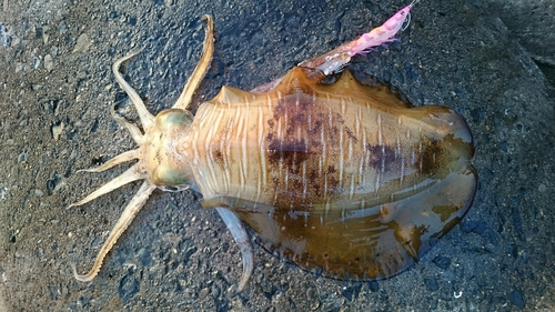 アオリイカの釣果