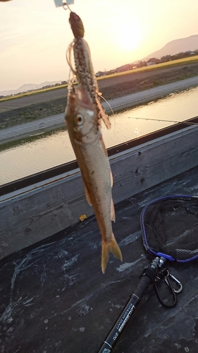 ハスの釣果