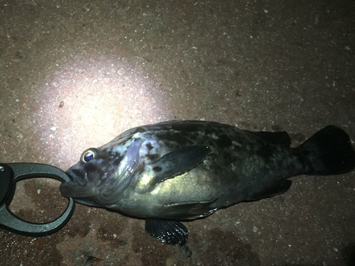 クロメバルの釣果