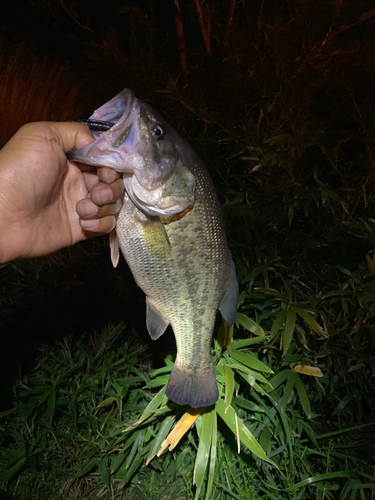 ラージマウスバスの釣果