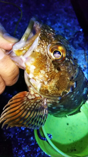 カサゴの釣果