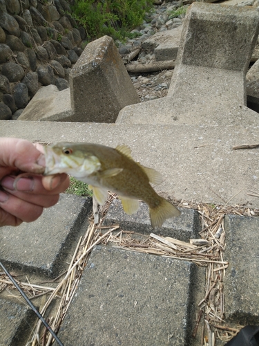 スモールマウスバスの釣果