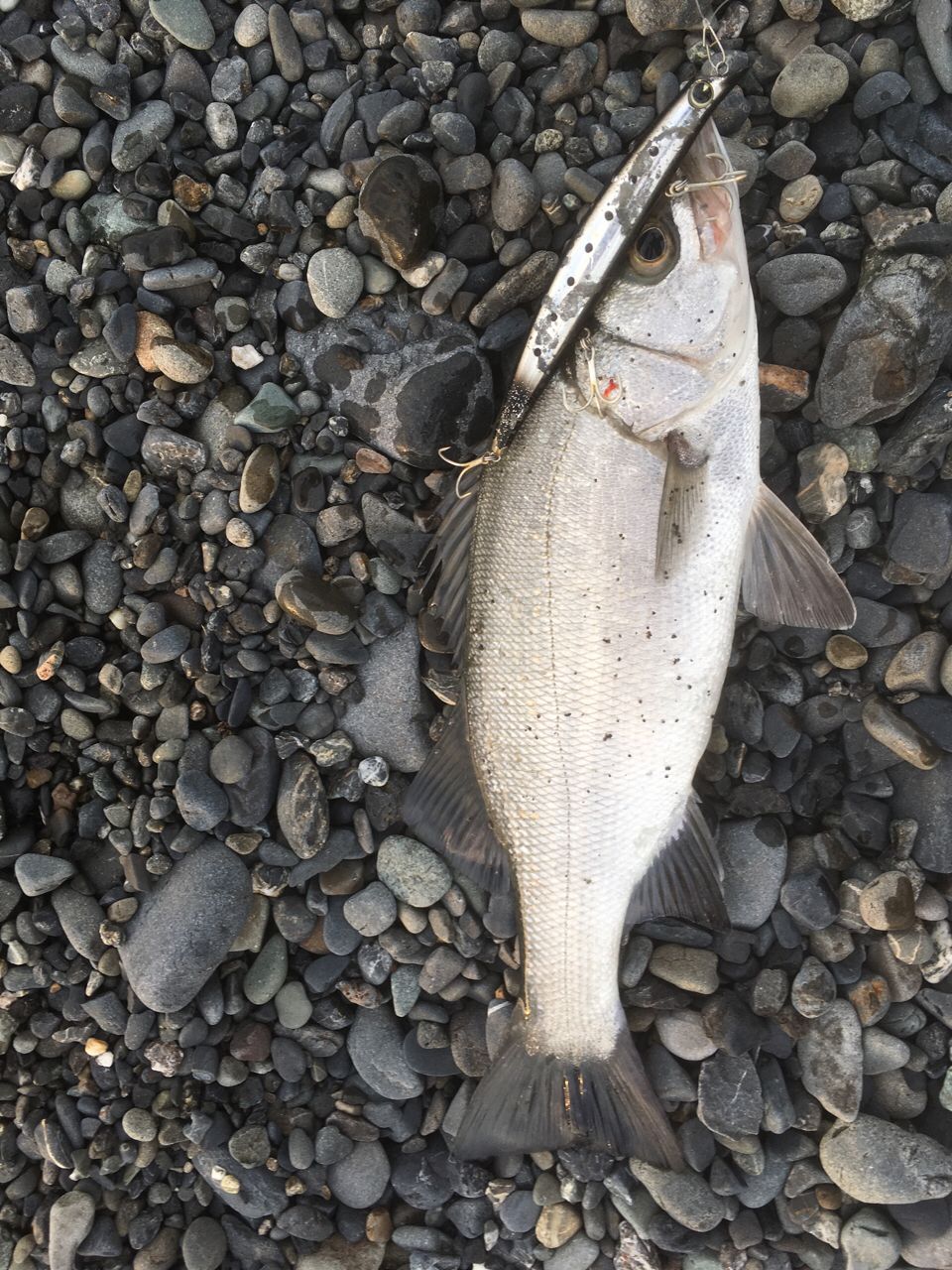 セイゴ（ヒラスズキ）