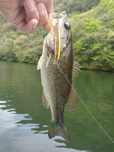 ラージマウスバスの釣果