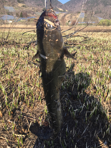 ナマズの釣果