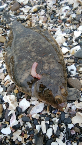 カレイの釣果