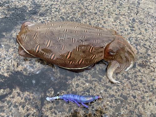 モンゴウイカの釣果