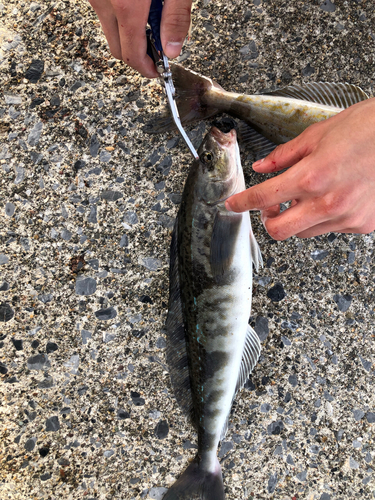 ホッケの釣果