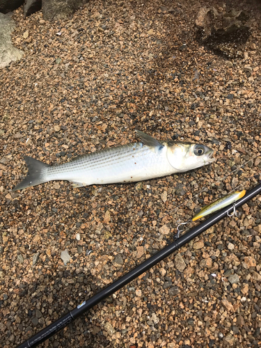 ボラの釣果