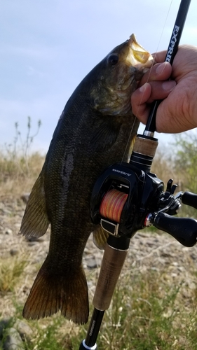 スモールマウスバスの釣果