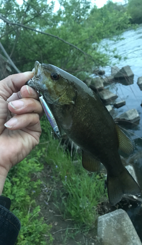 スモールマウスバスの釣果