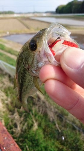 ラージマウスバスの釣果