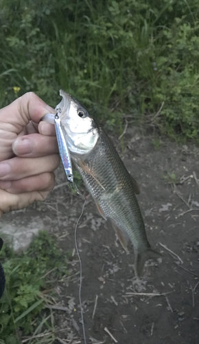 ハスの釣果