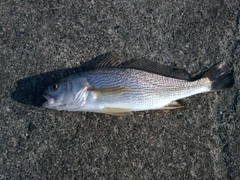 イシモチの釣果