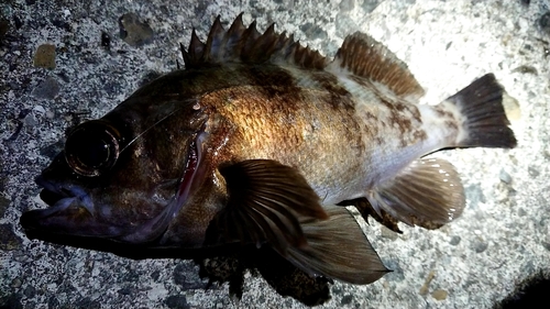 メバルの釣果