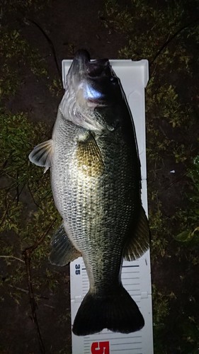 ブラックバスの釣果