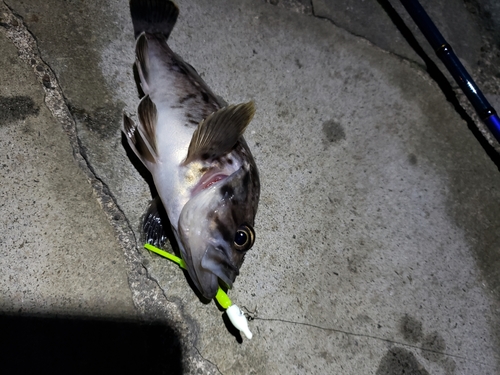 クロソイの釣果