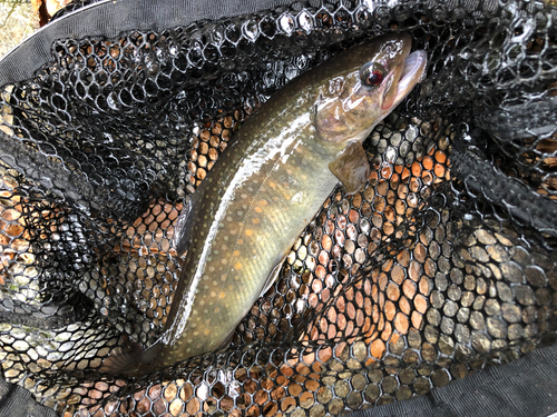 イワナの釣果