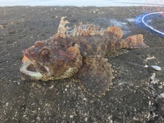 トウベツカジカの釣果