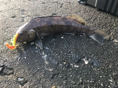 アイナメの釣果