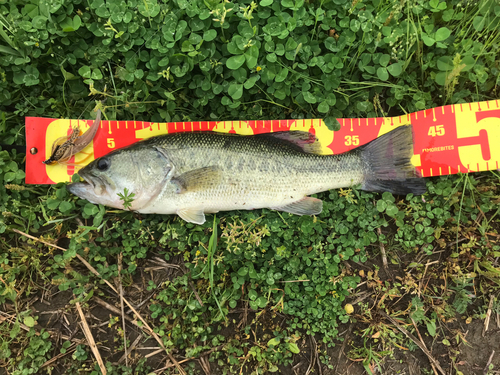 ブラックバスの釣果