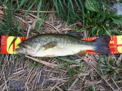 ラージマウスバスの釣果