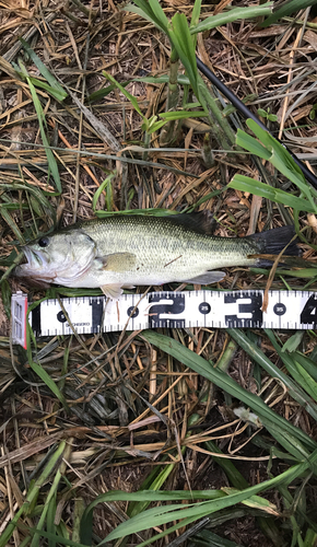 ラージマウスバスの釣果