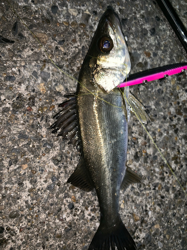 セイゴ（マルスズキ）の釣果