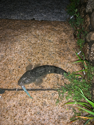 マゴチの釣果