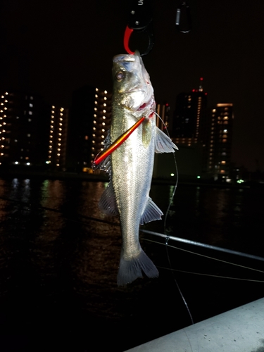 シーバスの釣果