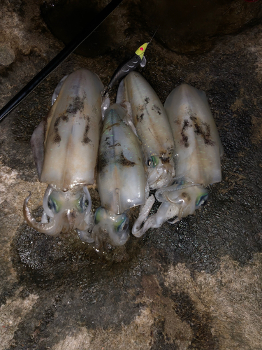 アオリイカの釣果