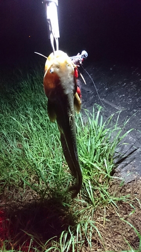 ナマズの釣果