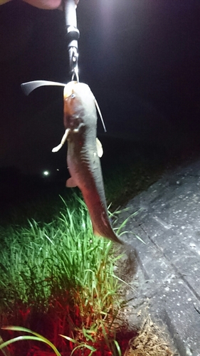 ナマズの釣果