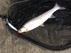 アメマスの釣果