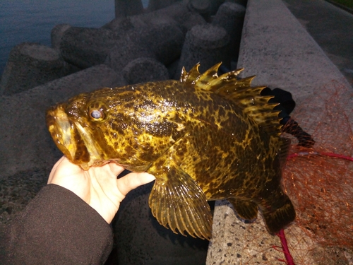 タケノコメバルの釣果