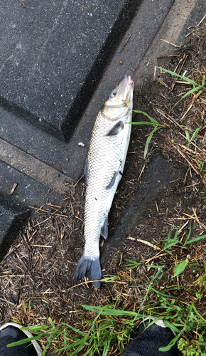 ニゴイの釣果