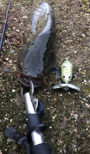 マナマズの釣果