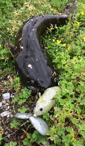 マナマズの釣果