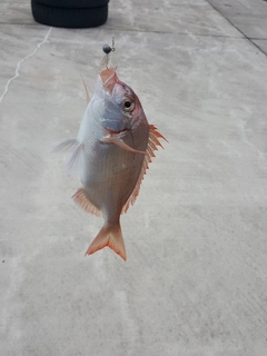 チダイの釣果