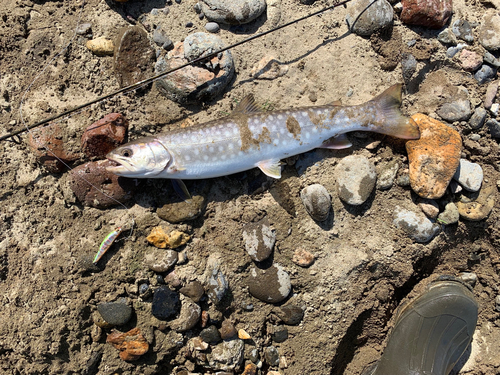 アメマスの釣果