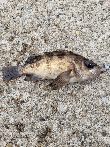 メバルの釣果